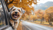 © StellaPattaya - A dog with a big smile hanging out of the car window, autumn trip or travel with pet, happy dog, weekend getaway