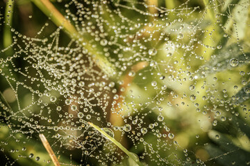 A delicate spider web adorned with sparkling dew drops, beautifully capturing the morning light. The intricate web structure highlights the fine details of nature and the elegance of the droplets.
