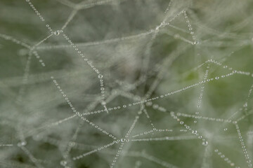 A delicate spider web adorned with sparkling dew drops, beautifully capturing the morning light. The intricate web structure highlights the fine details of nature and the elegance of the droplets.