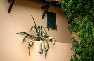 Agave Americana growing in a window box against a plain cream wall in Menorca, Spain.