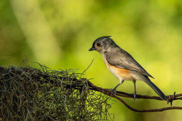 Wall Mural - tufted titmouse perched on a vine