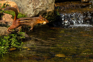 Chipmunk leaping over stream with peanut in mouth