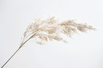 Poster - A close-up of a tall plant with white flowers against a white sky