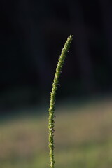 Wall Mural - close up of grass