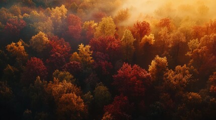 Wall Mural - Aerial View of a Foggy Autumn Forest