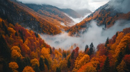 Wall Mural - Aerial View of Misty Autumn Forest with Golden and Red Leaves