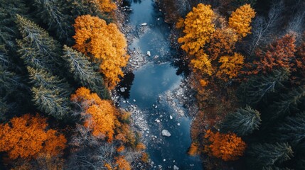 Wall Mural - Aerial View of a Winding River Through Autumn Forest