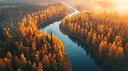 Wall Mural - Aerial View of a River Winding Through a Forest of Golden Autumn Trees