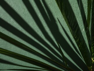 Palm leaves casting shadows on a green background.