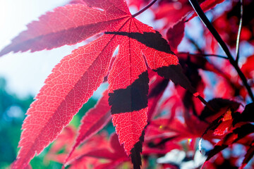 Autumn red bright leaves on the sun and blurred trees . Fall background. Rich color of autumn. High quality photo