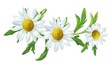 © Rash-Creation - Chamomile flowers isolated on white background