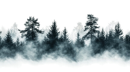Wall Mural - misty forest landscape with tall trees at dawn isolated on transparent background