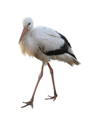 Sticker - Beautiful white stork on white background. Exotic bird