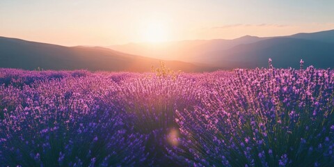 Poster - field of lavender under a clear sky