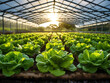 © MDRobiul - Gorgeous Fresh organic lettuce growing in vegetable plot inside clean and beautiful greenhouse