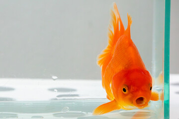 Oranda goldfish in aquarium fish tank close up