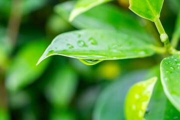 rain water drop on green leaf closeup natural background