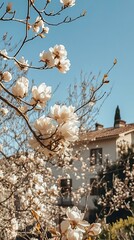 Poster - White Magnolia Flowers in Bloom on a Sunny Day