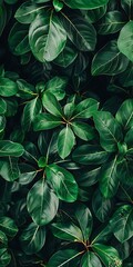 Canvas Print - Green Leaf Texture Background