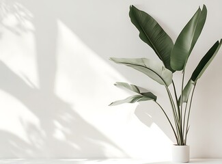 Poster - Green Plant Shadow on White Wall Minimalist Background