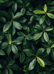 Poster - Green Leaves Background Texture