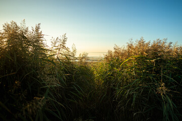 Calm scene of fresh green coastal grass, spikelet of reeds, stalks at sunset and blue sky. Footpath between tall grass. Nature, summer landscape concept