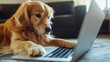 © Bonsales - Golden Retriever using laptop, cute dog working on computer, pet browsing internet, funny animal behavior, technology use by pets concept