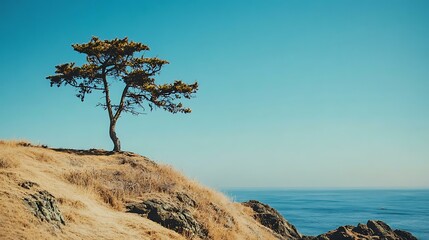 Poster - Lonely Tree on the Cliff Overlooking the Ocean