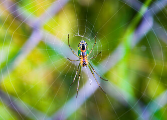 spider web
