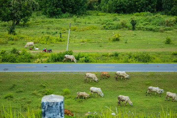 A peaceful rural scene featuring a cow grazing in a green meadow, Pasakjolasid Dam, Thailand.