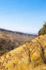 Wall Mural - thistle on slope of Noravank gorge in summer day