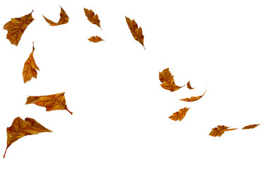 Wall Mural - leaves autumn falling isolated for background oak tree - 3d rendering