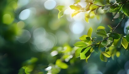 Wall Mural - Vibrant spring and summer foliage with enchanting bokeh highlights in a serene natural setting