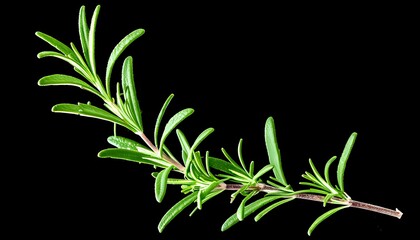 Wall Mural - Vibrant sprig of fresh rosemary on black background, ideal for culinary and medicinal applications