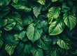 © Adobe Contributor - Close Up of Green Leaves Background