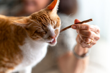 A senior woman gives a brown and white cat  with yellow eyes an snack for cats. close up