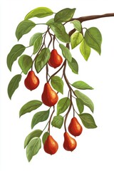 Artistic watercolor drawing painting of pear fruit and tree branch leaf