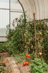 Tomatoes are hanging on a branch in the greenhouse. The concept of gardening and life in the country. A large greenhouse for growing homemade tomatoes.