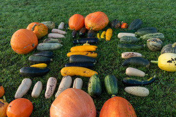 Beautiful orange Halloween pumpkins, natural decorative pumpkins. Harvest and Thanksgiving. pumpkins for creating Halloween