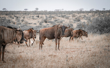 herd of wildebeest