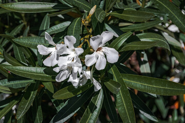 Wall Mural - Close-up of the white flower of oleander nerium, a poisonous shrub tree. Blooming white oleander in the garden. White oleander nerium is an ornamental shrub. White oleander. Selective focus.