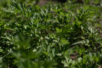 Naklejka na meble Lush Green Parsley Plants Growing in a Sunny Garden During Early Spring Season