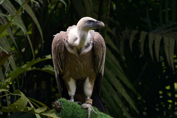 White-headed vulture perched on a tree