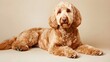 © PondLord - An adult Golden Doodle with a shiny coat, lying down gracefully on a soft cream-colored background, showcasing its friendly demeanor