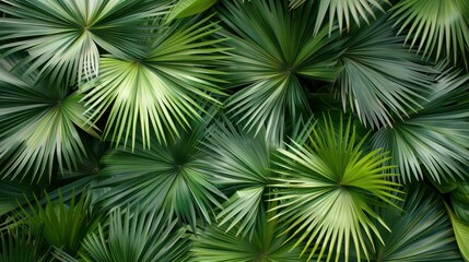 Wall Mural - Close-Up View of Palm Leaves