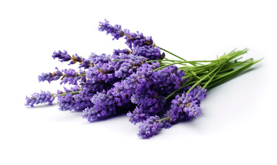 Wall Mural - Lavender flowers isolated on a white background, in a high resolution photograph, stock photo