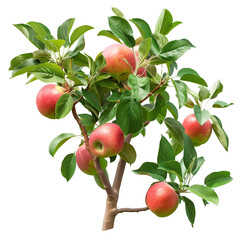 A Jamaican apple tree branch with ripe apples and lush green leaves isolated on a transparent background