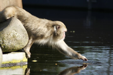 A macaque monkey getting something out of the water