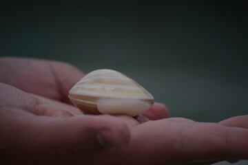 shells in hand