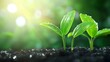 © Teerapat - Fresh Green Sprout Seedlings Growing in Soil with Water Drops and Sunlight